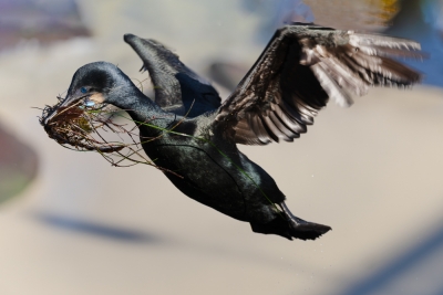 Brandts-Cormorant;Flying-Bird;Nesting-Behavior;Nesting-Material;Phalacrocorax-pe